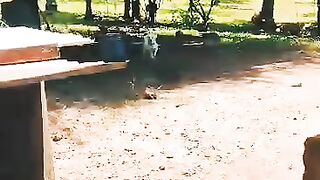 Dynamic Doggie Trio