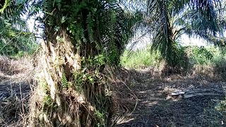 Lahan di Jl. Beringin Air Hitam