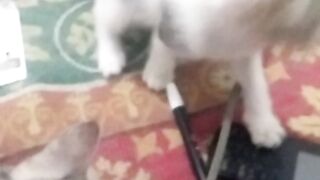 Animal lovers 612