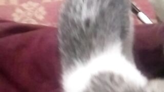 Animal lovers 613