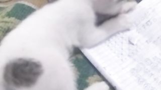 Animal lovers 614