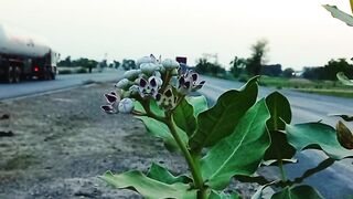 Meditation Relaxation Video | 4K Nature Video | Peaceful Evening View | Shorts
