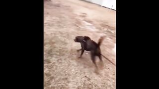 TRY NOT TO LAUGH ???? Funny Videos - Fails, Pranks and Memes ???? | 9 Fun #1
