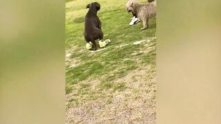 EXTREME Try Not To Laugh ???? 7