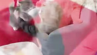 Funny video cat 34