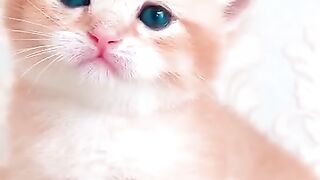 Amazing Baby Cat Video 2