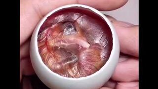 How a chick bron from a egg