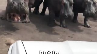 Hippo | Africa's Deadliest Animal