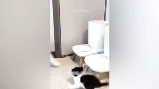 Funniest dogs and cats video