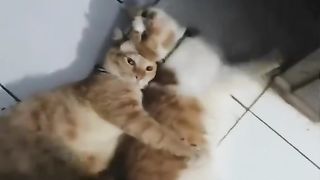Funny cats 3 2