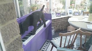 ???? Funny | "I Was Home Alone and Heard the Piano Being Played" - Comically Haunting Melodies | FunFM