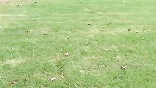 ???? Funny | "Wife Was Recording the Dogs When..." - Whimsical Pet Shenanigans | FunFM