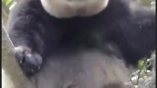 Panda Dance ♥️