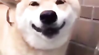 Dog with a good smile