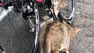 Cat servicing my bike.