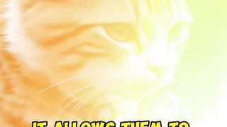 Unlocking Feline Secrets: Why Cats Can Smell Feelings! ????????