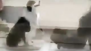 Dogs training muscles with their owners