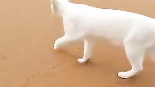 Cat with interesting walking style