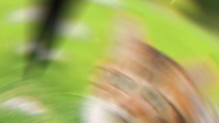 Explosive Cat Takeover: You Won't Believe How Many Are in the U.S. Now! ????????