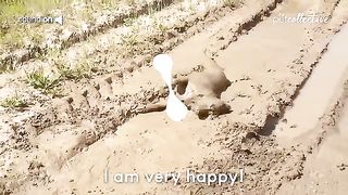 Try Not to Laugh CHALLENGE | 30 Minutes of Funny Dogs 5