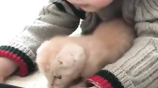 Kitten Watching video