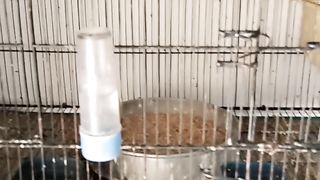 Animal bird