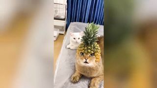 1 Hour Trending Funny Dogs And Cats Videos ???? Funniest Cats and Dogs ???????? 3