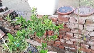 گملوں کے پودوں کے لیے گھر کی فری کے کھاد اور اچھی کھاد تیار کریں