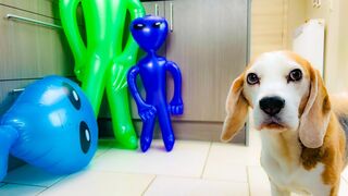 Dog Pranked with Alien Invasion! Funny Beagle Louie