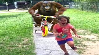 Try Not To Laugh ???? 2