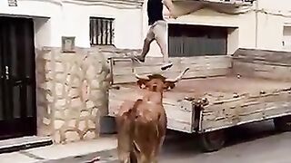 DANGER bale cow son