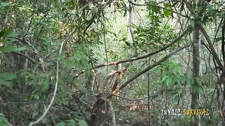 Construction d'une cabane avec piscine en plein milieu de la jungle