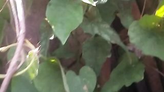 Animal lovers 617