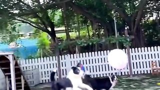 the dog is also good at playing ball