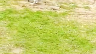 the dog is also good at playing ball 2