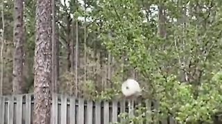 the dog is also good at playing ball 3