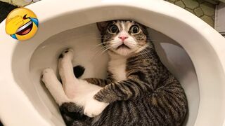 Try Not To Laugh Funniest Cats and Dogs | Funny Animal Videos #22