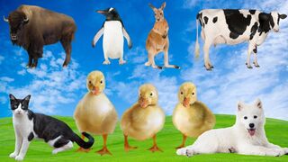FUNNY LITTLE ANIMALS CAT, DUCK, BIRDS, DOG, RABBIT, PIG, PARROT - ANIMAL SOUNDS