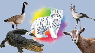 Adorable animals: crab, tiger, seagull, puppies, kitten