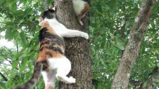 Mama Kitty's Rescue