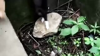 Try not to laugh amazing cats vs dogs