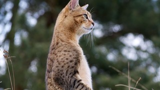 Egyptian Mau Cat