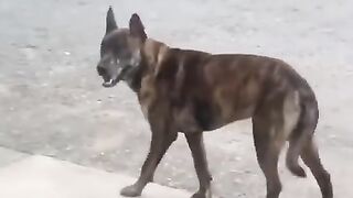 Trending Funny pet animals