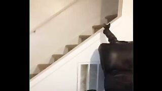 Funny Dogs and cats