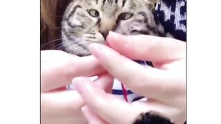 kumidia