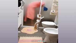 Funny Dogs and Cats