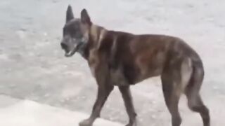 Funny Dogs ????