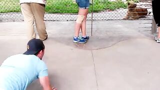 How to play with lions in the zoo