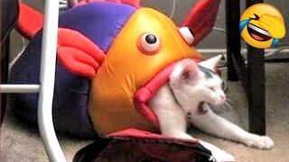 Best Funniest Animals Video of 2022 - Cute Cats and Funny Dogs Videos!