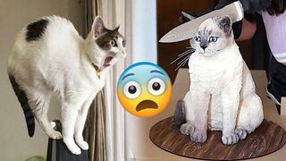 Aww So Funny Funniest Cats and Dogs  Part 15